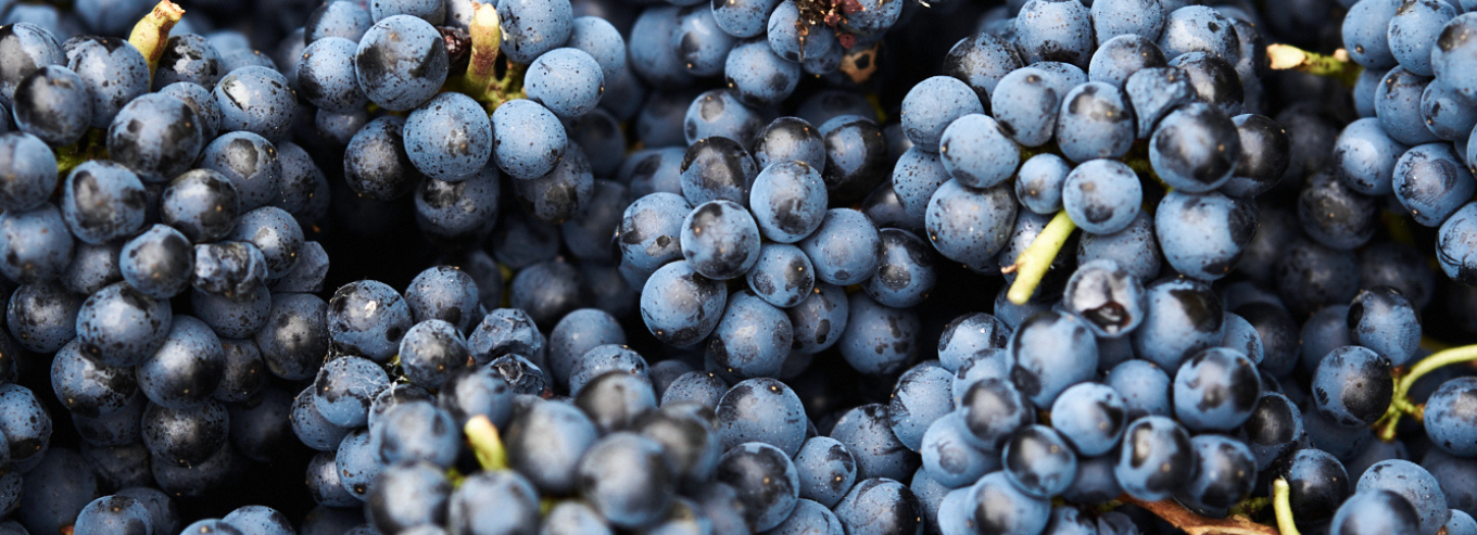 Tillie J harvested grapes 